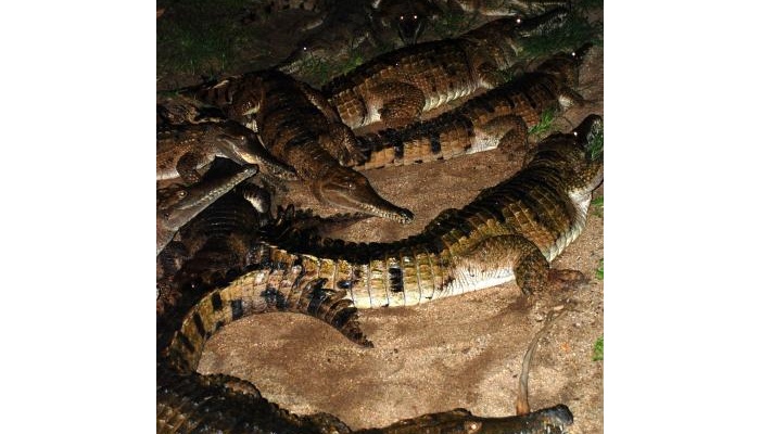 Beaches Meet&Greet: Hartley's Creek Crocodile Adventure - DEPARTS CAIRNS