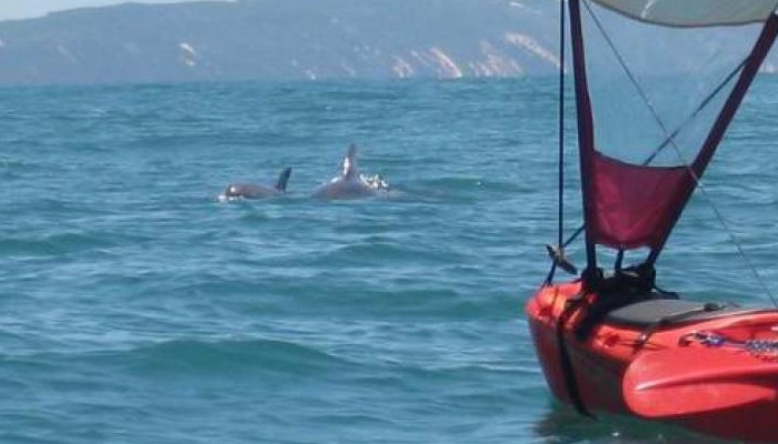 Kayak Noosa: Dolphin Kayak Adventure
