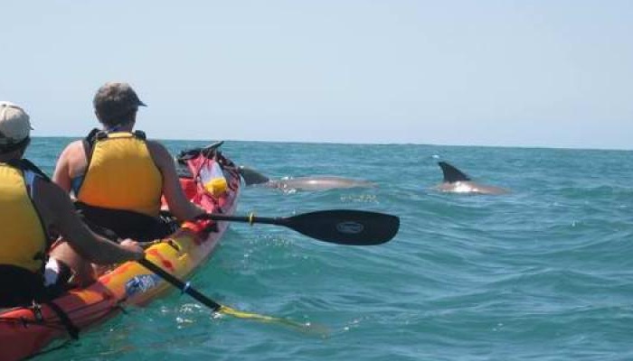 Kayak Noosa: Dolphin Kayak Adventure