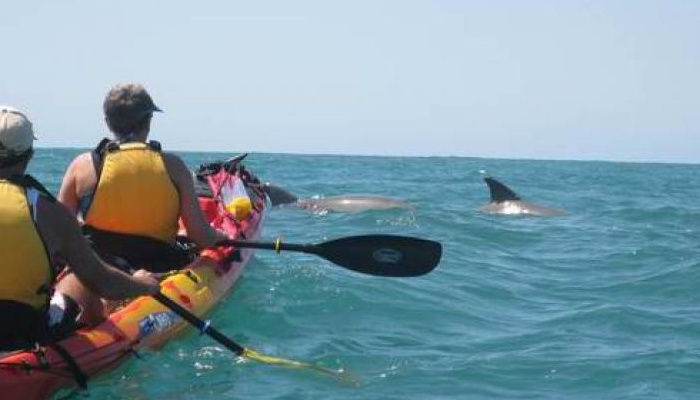 Kayak Noosa: Dolphin Kayak Adventure