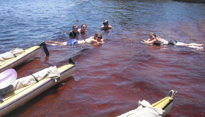Kanu Kapers: 1 Day Guided Noosa Everglades Kayak Tour (incl. Harry's Hut)
