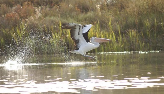 Adelaide Sightseeing: River Murray Highlights Tour - Full Day (AS23)