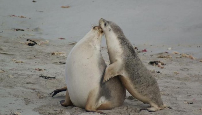 SeaLink: Kangaroo Island Highlights Day Tour - cruise/cruise (HTCC)
