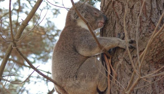 SeaLink: Kangaroo Island Highlights Day Tour - cruise/cruise (HTCC)