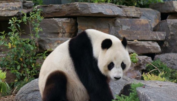Adelaide Sightseeing: Adelaide City Highlights with Popeye Cruise&Giant Panda Viewing (AS14Z)