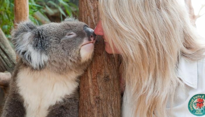 Adelaide Sightseeing: Cleland Wildlife Park Tour (AS11)