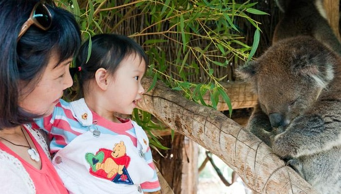 Adelaide Sightseeing: Cleland Wildlife Park Tour (AS11)